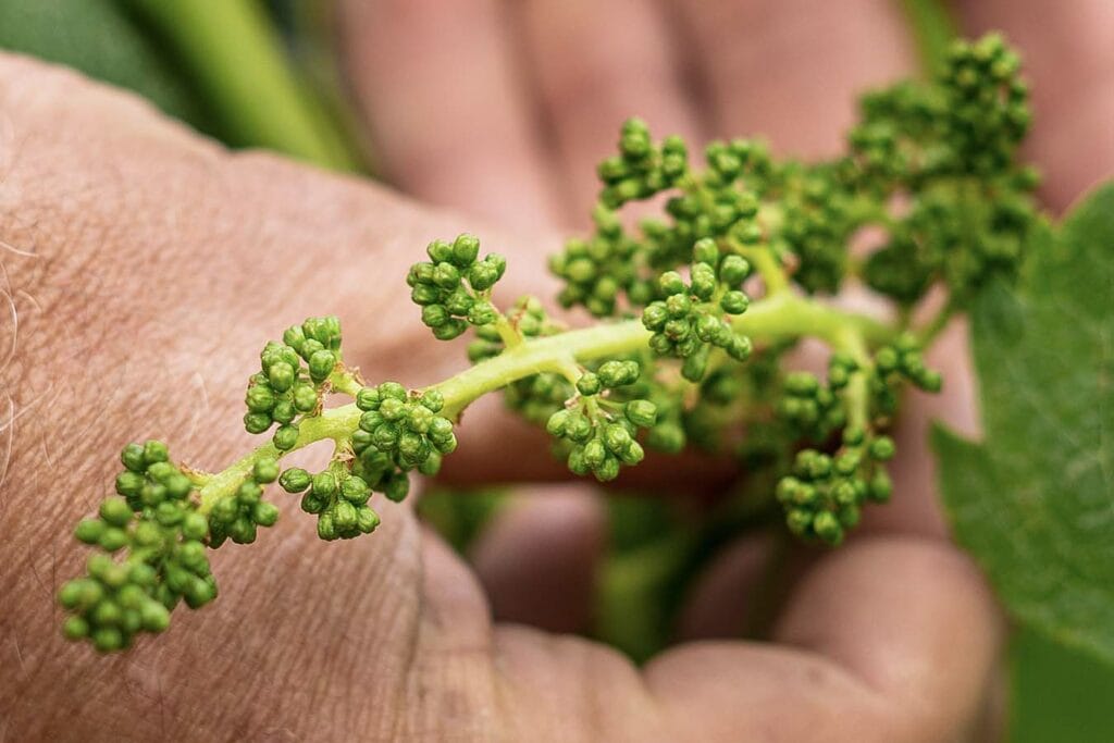 vignes saint emilion 1