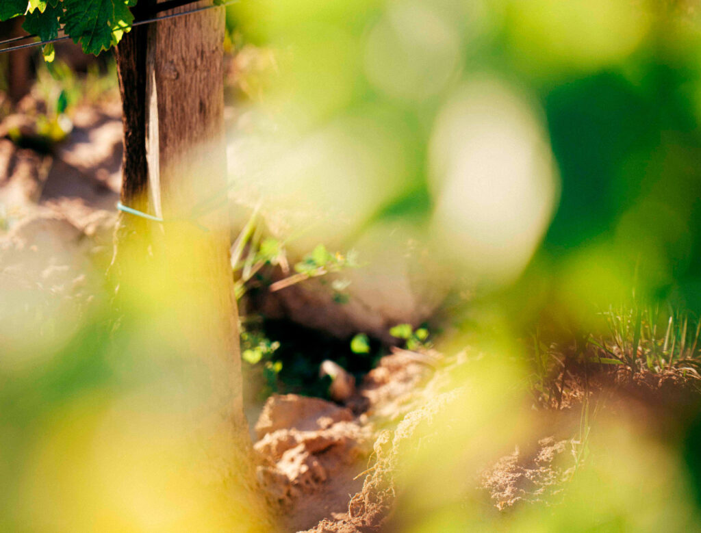 vignes bordelais