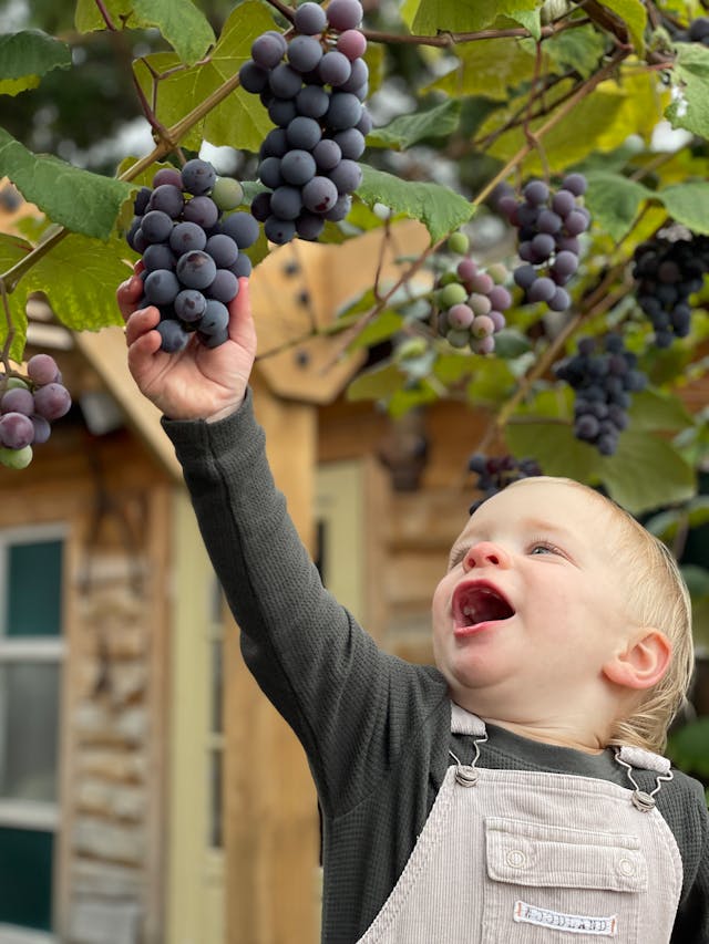 visites vignoble enfant