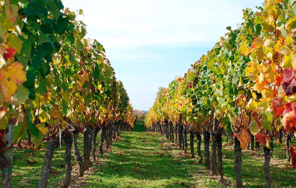 vignobles pomerol