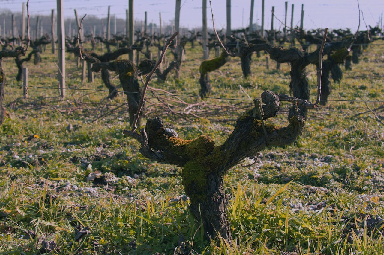 vignobles saint emilion
