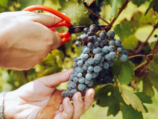 vendanges tourisme fleur de bouard