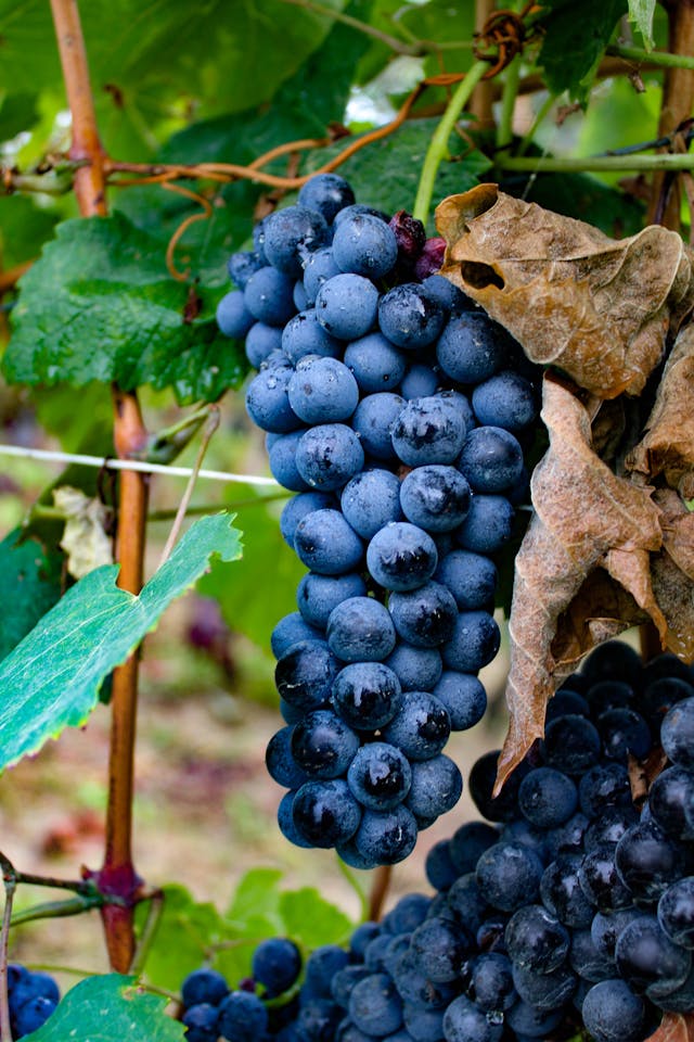vendanges visites chateau bordeaux