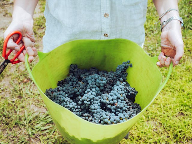 visites vendanges vignobles bordeaux