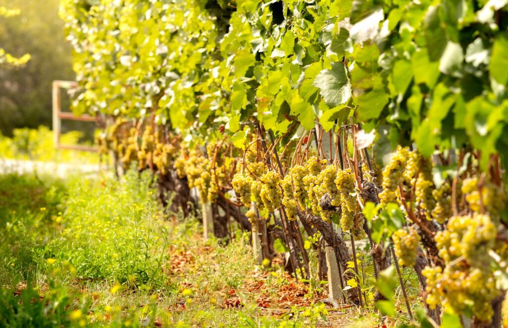 photographie balade vignoble bordeaux