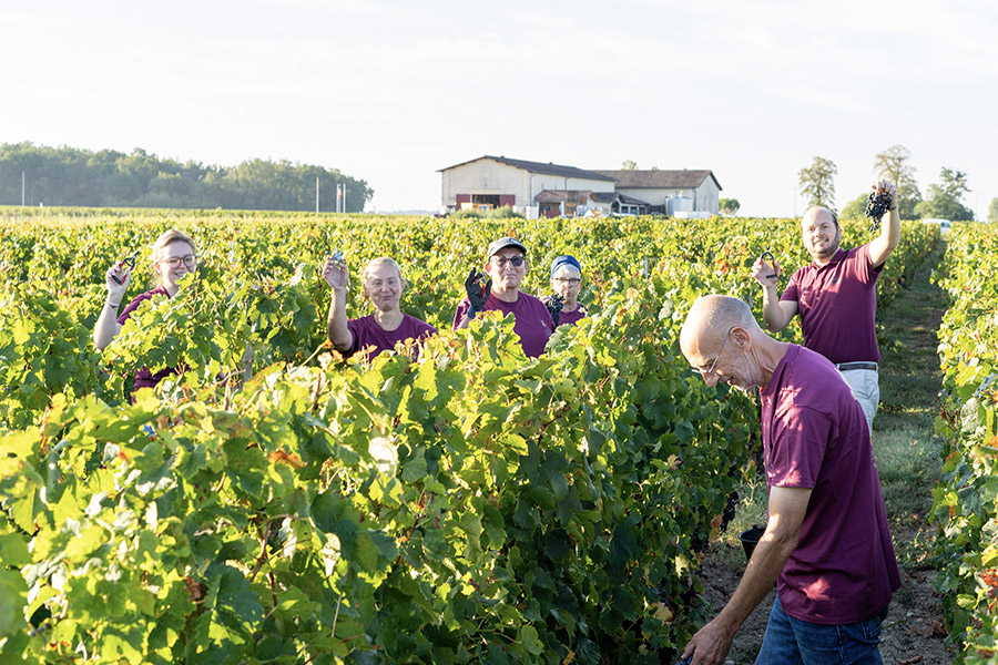 saint emilion vignes