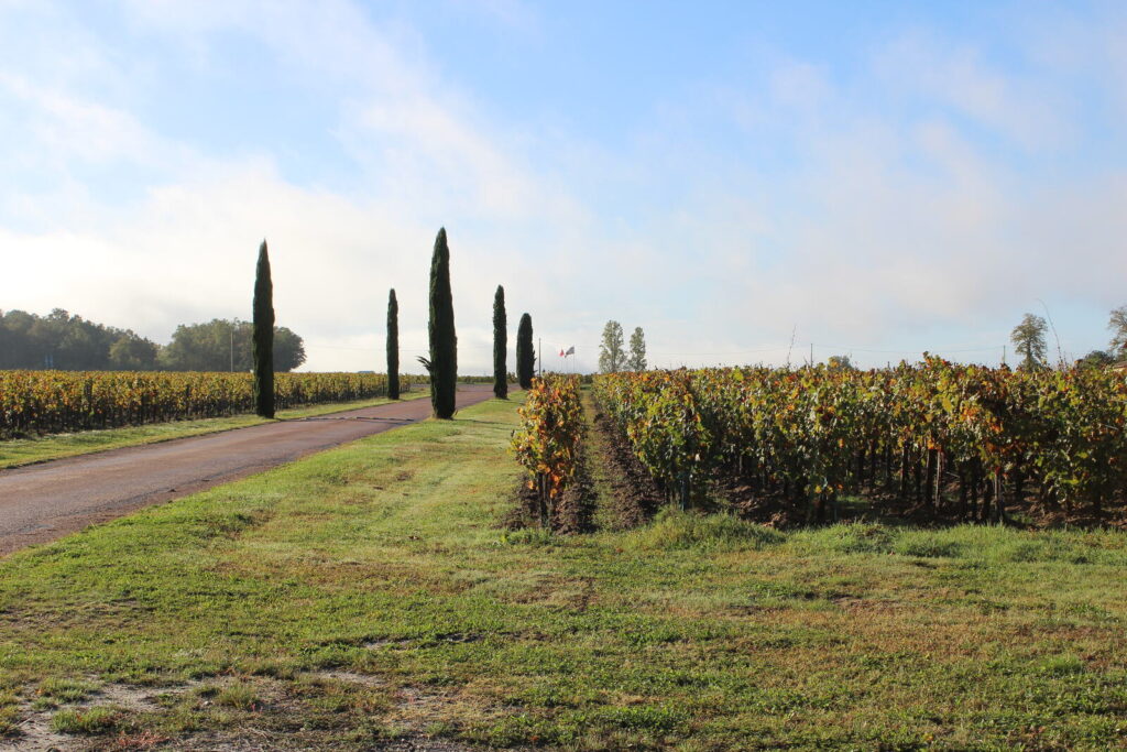 Le chemin bordé de cyprès qui mène au Château La Fleur de Boüard, à Néac
