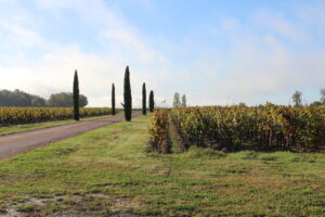 Le chemin bordé de cyprès qui mène au Château La Fleur de Boüard, à Néac