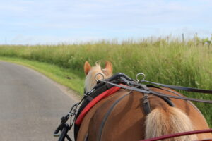 Cheval attelé à la calèche pour la visite du vignoble libournais, à Néac.