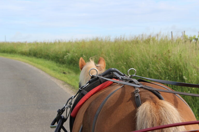 Cheval attelé à la calèche pour la visite du vignoble libournais, à Néac.
