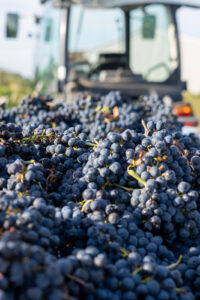 recolte merlot rive droite