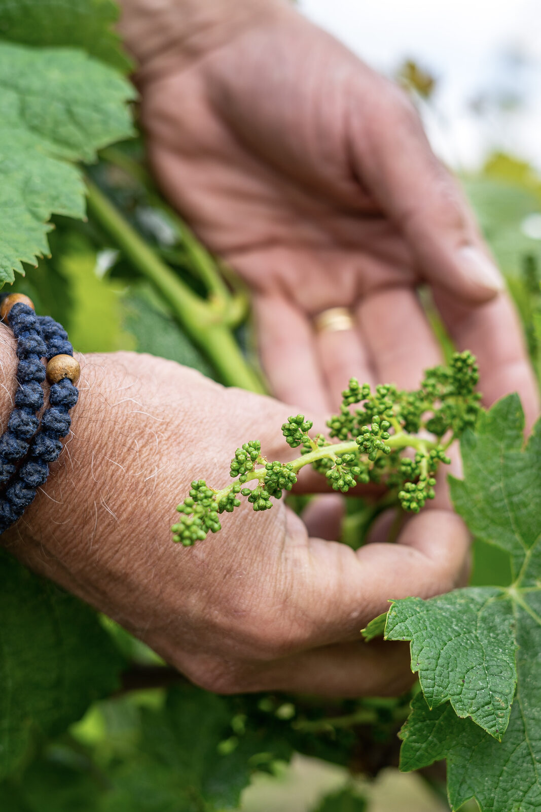 Main tenant une jeune grappe de raisin dans un rang de vigne de la rive droite.