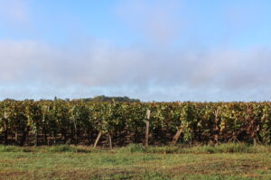 Rangs de vigne en automne sur le plateau de Néac, feuillage roux.
