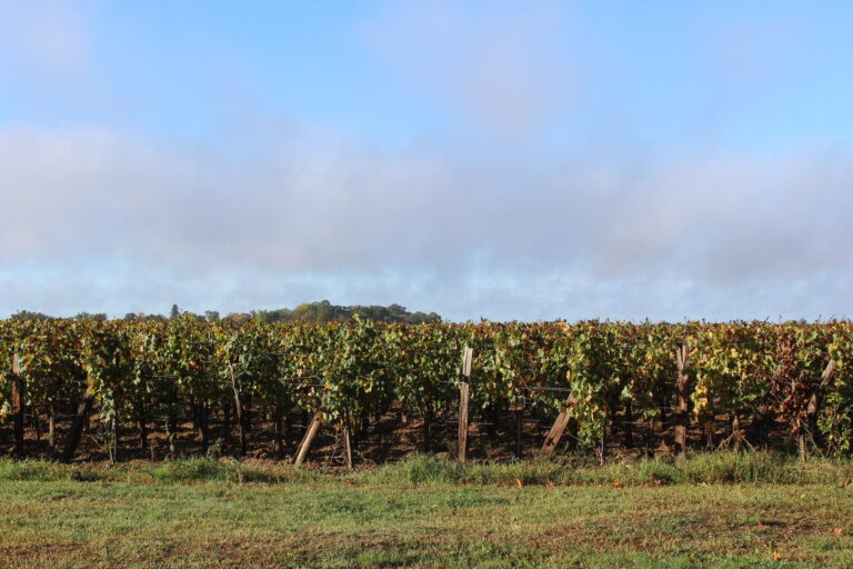 Rangs de vigne en automne sur le plateau de Néac, feuillage roux.